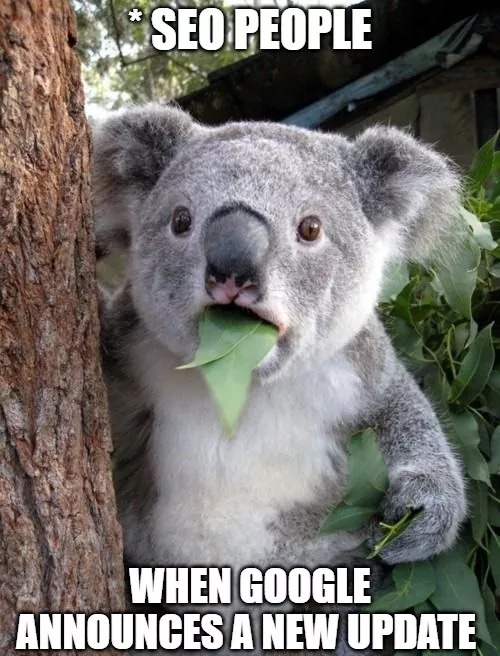 Koala bear eating a leaf